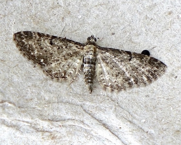 common pug